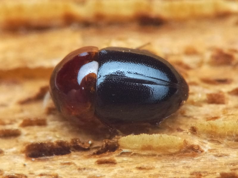 Agathidium nigripenne (Fabricius, 1792)